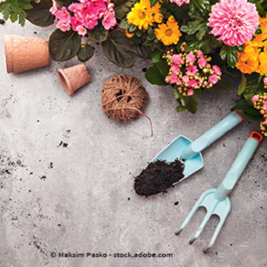Bild von Blumen Heid